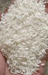 Premium Export Grade Quality Swarna Rice