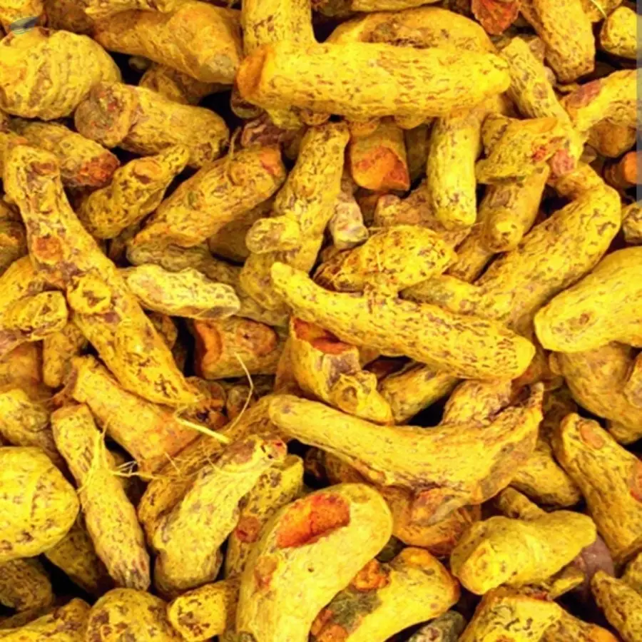 Premium Export Grade Turmeric Finger