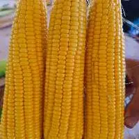 Sweet Corn