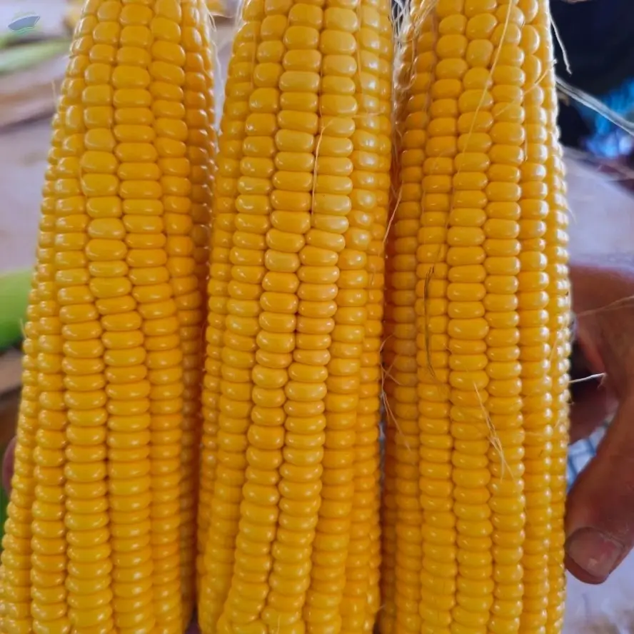 Sweet Corn
