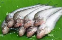 Pabda Fish