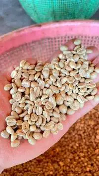 Raw Coffee Beans