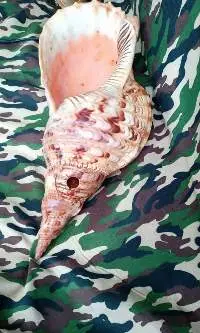 Cone Shell