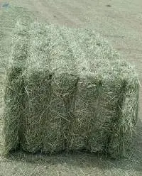 Rhode Grass