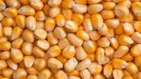 Maiz ( Corn )