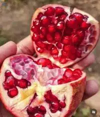 Pomegranate