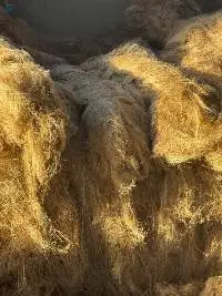 Long Egyptian Flax Fibers