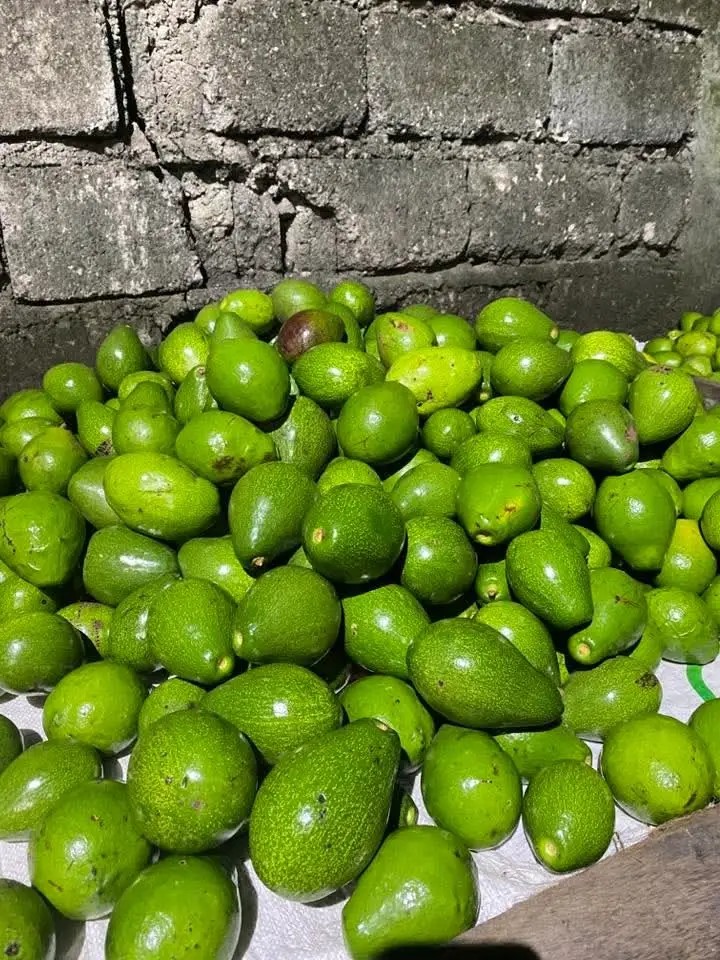 Avocados