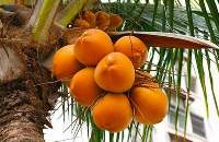 Sri Lankan King Coconut