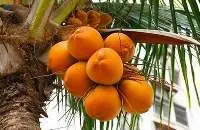 Sri Lankan King Coconut