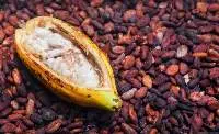 Premium Cocoa Beans