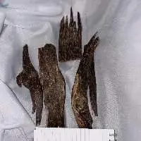 Agarwood (Oud) Chips