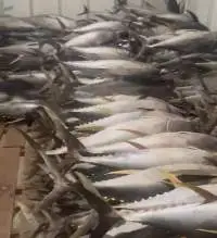 Premium Frozen Yellowfin Tuna (Whole Round)
