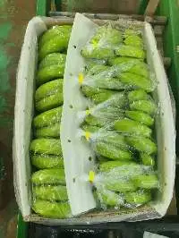 Fresh Cavendish Banana Fruit