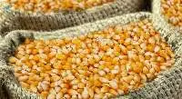 Animal Protein Grains