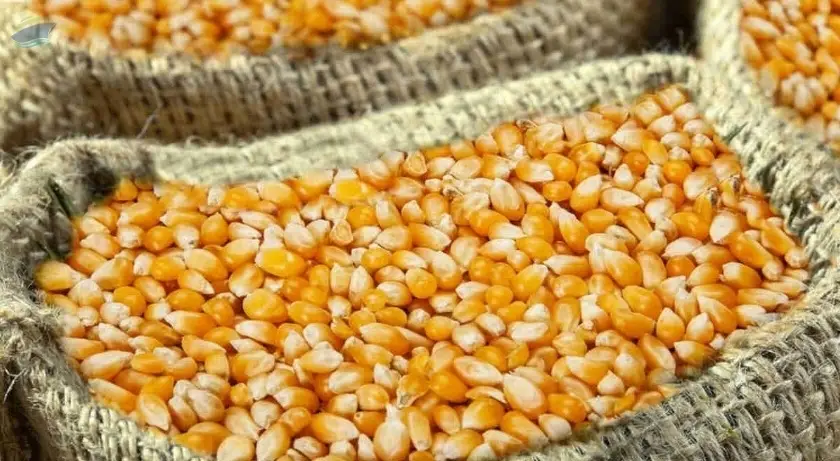 Animal Protein Grains