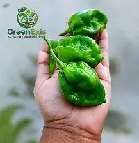 Premium Export Quality Scotch Bonnet Pepper