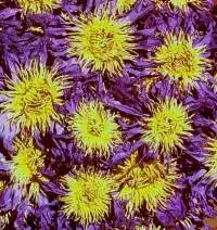 High Quality Dehydrated Blue Lotus