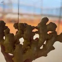 Fresh Ginger Brazil Origin (Container)