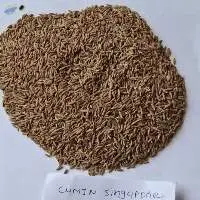 Cumin Seeds Singapore Quality 99% Purity Jeera