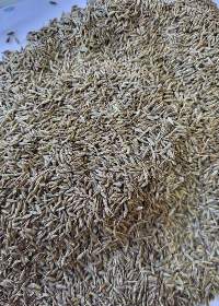 Gujarat Cumin Seeds 99% Purity Unjha Jeera