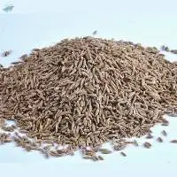 Rajasthani Cumin Seeds 99% Purity Jeera