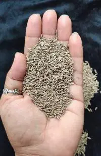 Organic Cumin Seeds 99% Purity NPOP Jeera