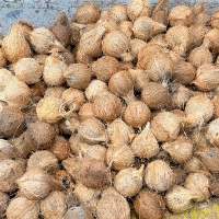 Husked Coconut