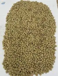 Green lentils eston type