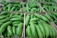 Matooke, Green Bananas