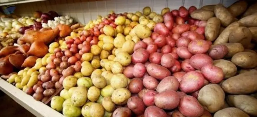 Potato
