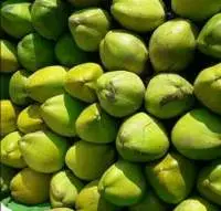 Premium A Grade Fresh Tender Coconut