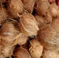 Premium Semi Husked Coconut Export 