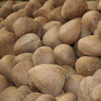 Premium Milling Grade Copra Export Grade