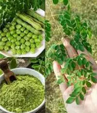 Premium Moringa Leaf Powder