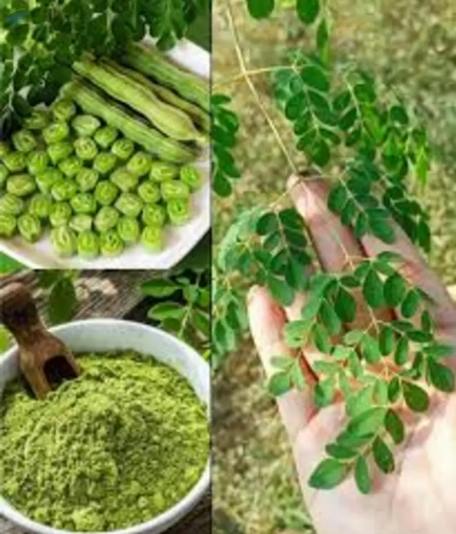 Premium Moringa Leaf Powder
