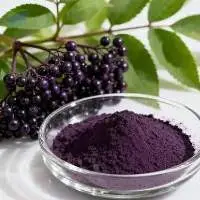 Elderberry Extract