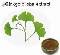 Ginkgo Biloba Extract