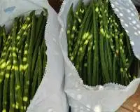 Fresh Moringa (Drumsticks)