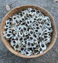 Premium Indian Moringa seeds Without Wings