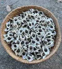 Premium Indian Moringa seeds Without Wings