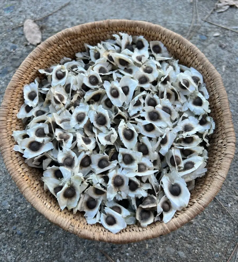 Premium Indian Moringa seeds Without Wings