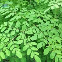 Nutrient-Rich Fresh Moringa Leaves
