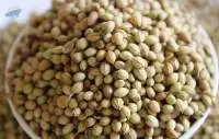 Premium Quality Whole Coriander Seeds Export