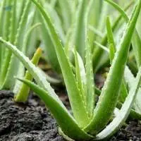 Aloe Vera Leaves