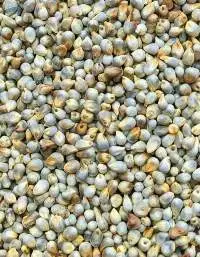 Premium Export Grade Pearl Millets
