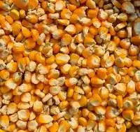 Premium Export Grade Yellow Maize Grain
