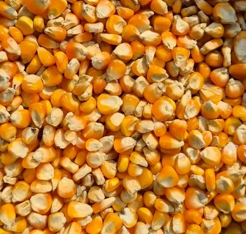 Premium Export Grade Yellow Maize Grain
