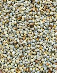 Premium Export Grade Green Millet (Bajra)