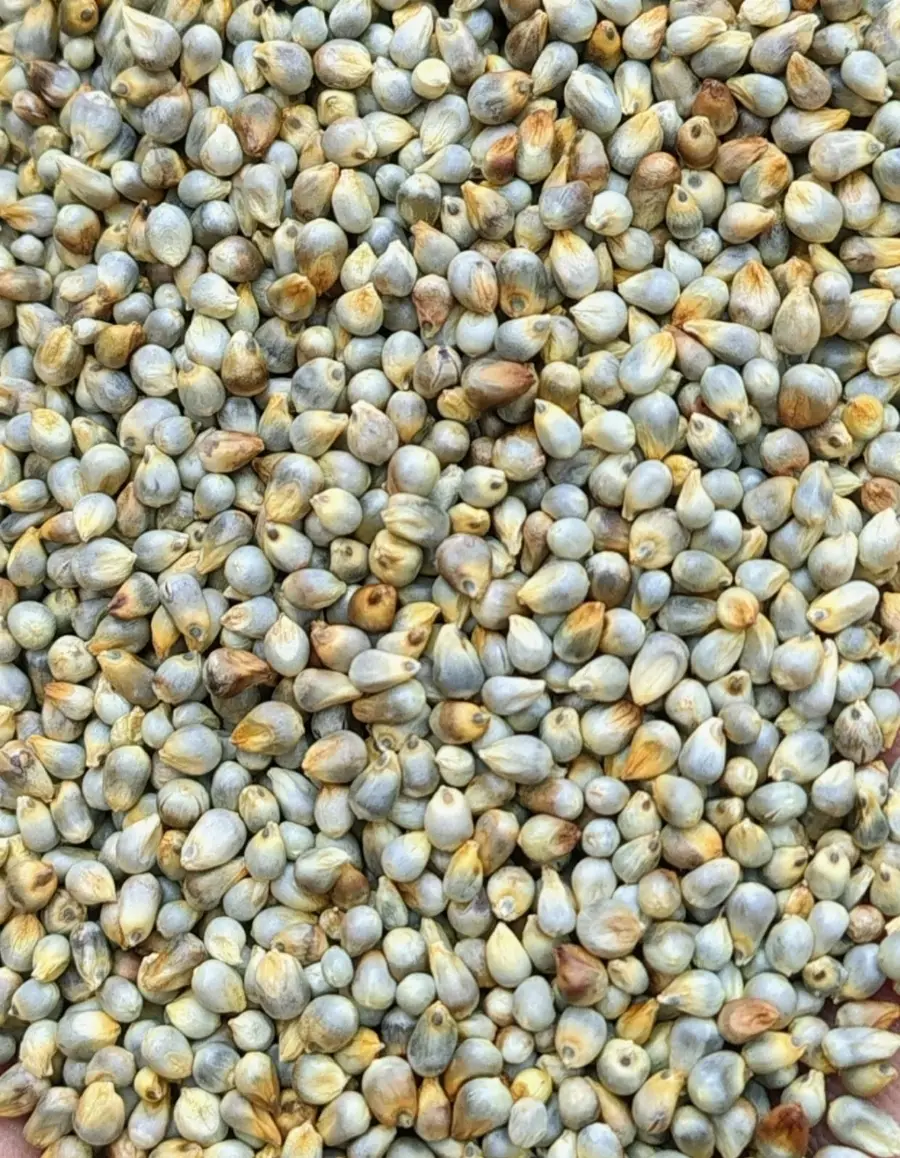 Premium Export Grade Green Millet (Bajra)
